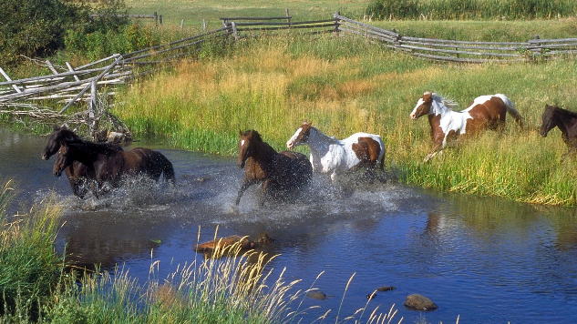 The Healing Wisdom of Animals -- For You and For Them horses out in nature